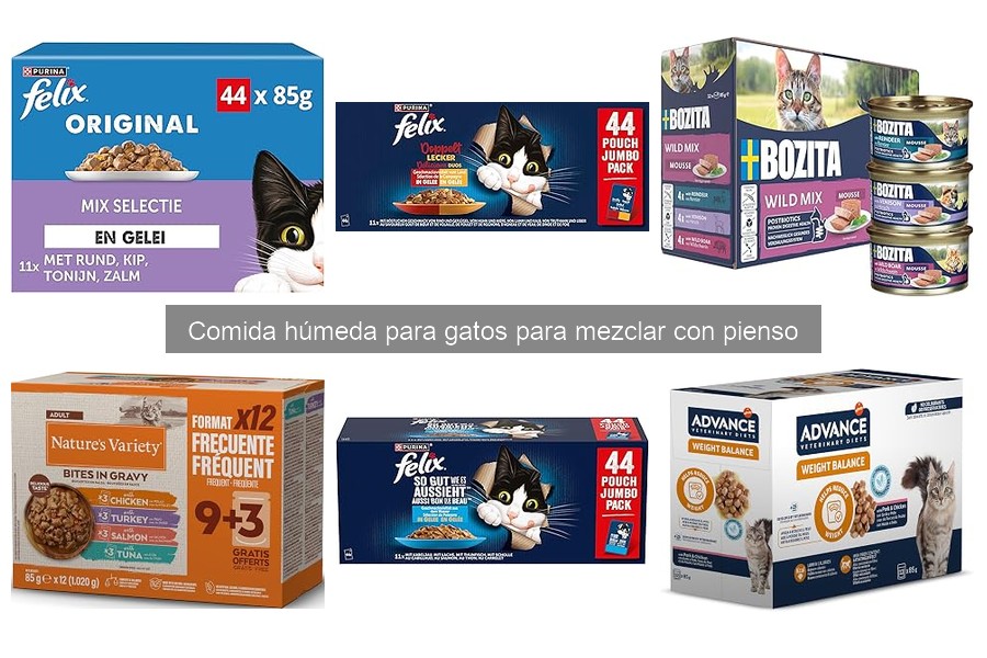 Alternativas a la comida húmeda para gatos que no les gusta