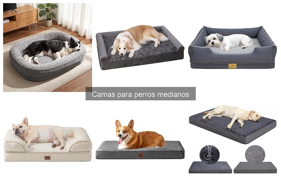 Alternativas a las camas tradicionales para perros medianos