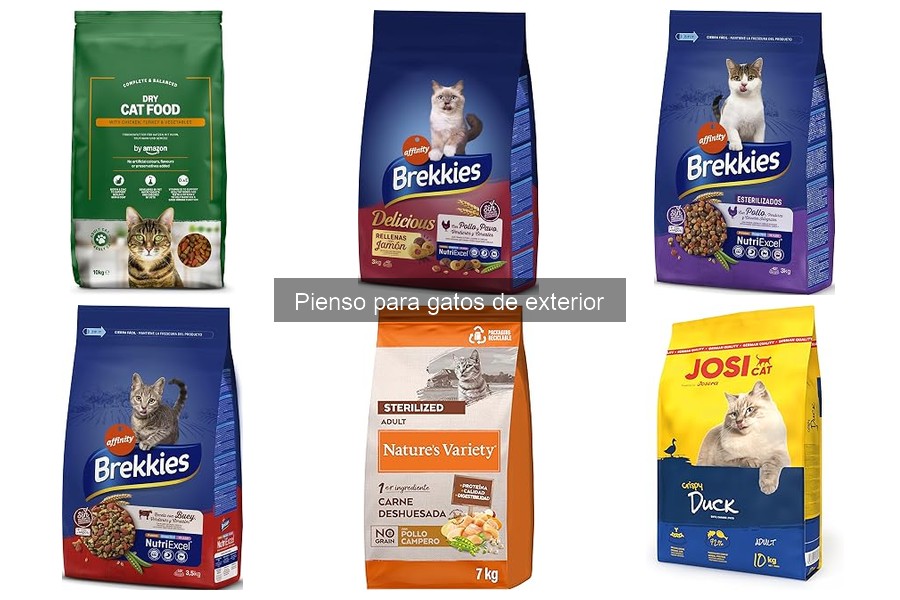 Alternativas al pienso para gatos de exterior: opciones saludables