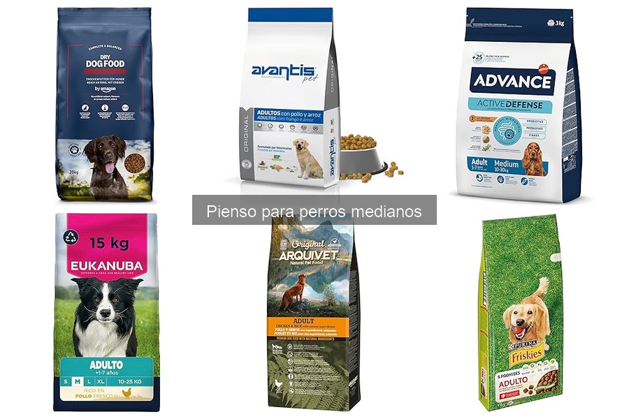 Alternativas al pienso para perros medianos: dietas y opciones