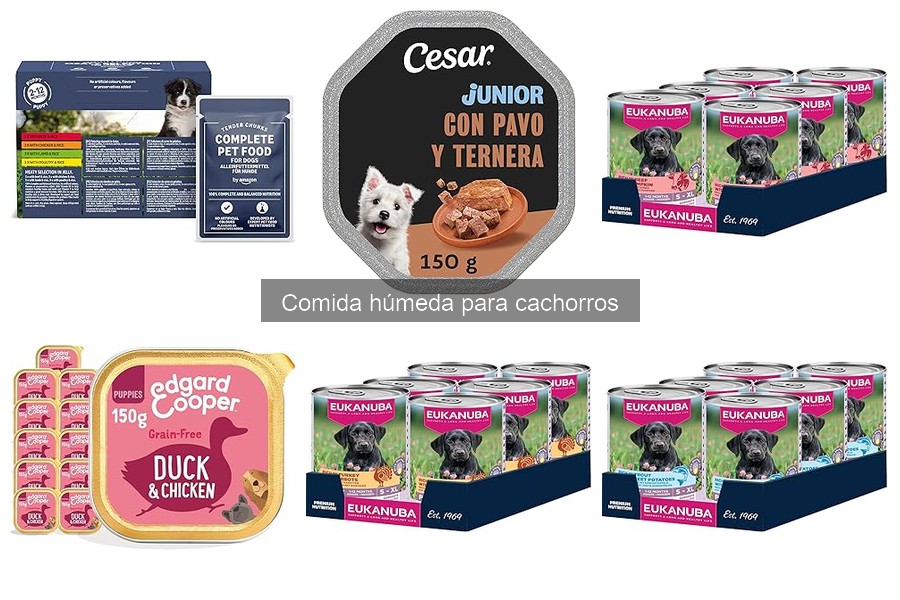 Alternativas saludables a la comida húmeda para cachorros