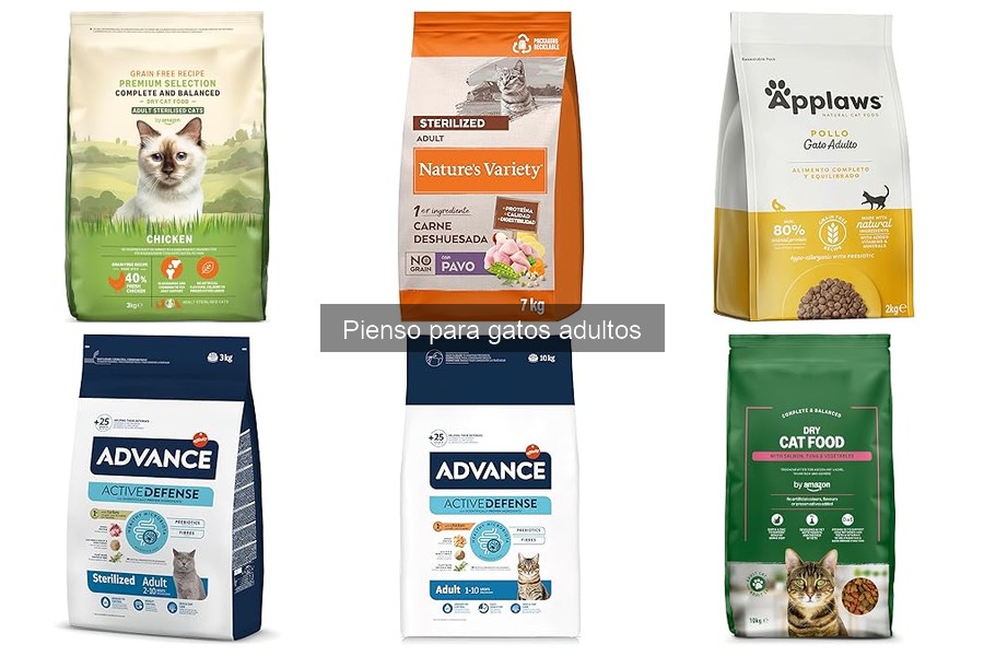 Alternativas saludables al pienso para gatos adultos