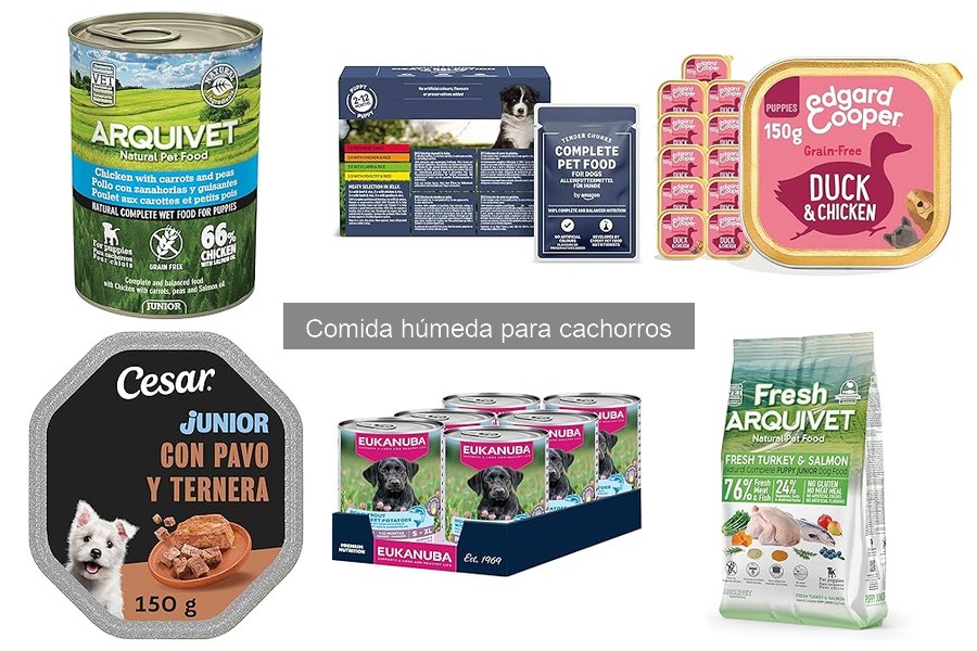 Beneficios de la Comida Húmeda para Cachorros