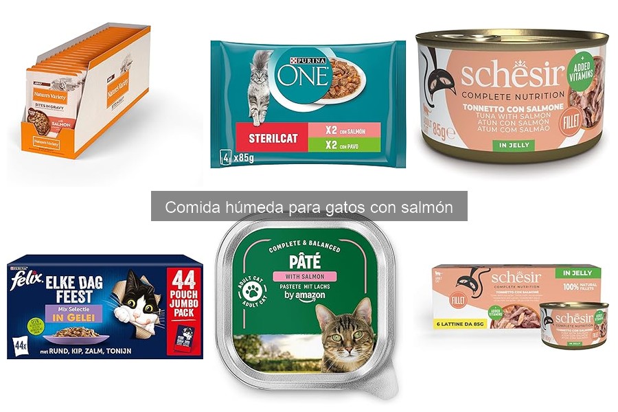 Beneficios de la comida húmeda para gatos con salmón