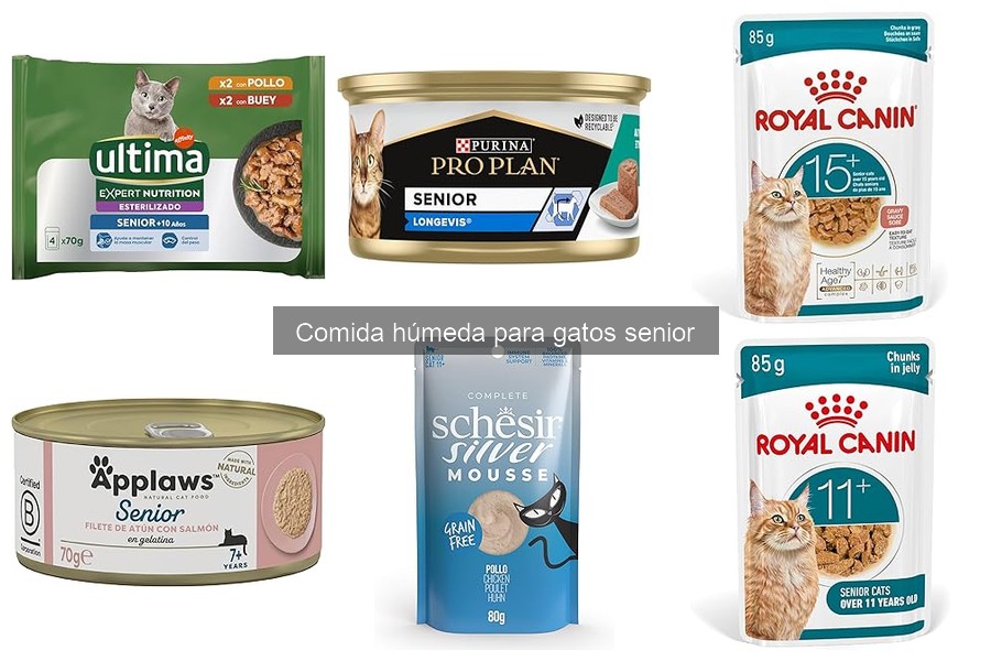 ** Beneficios de la comida húmeda para gatos senior