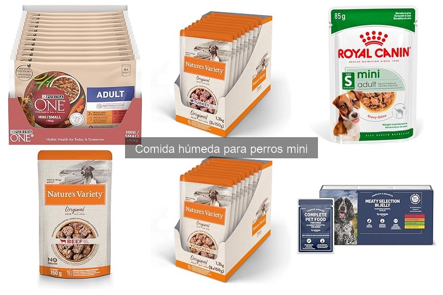 Beneficios de la comida húmeda para perros mini | Guía 2023