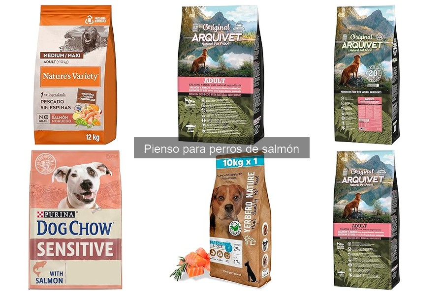 Beneficios del pienso de salmón para perros