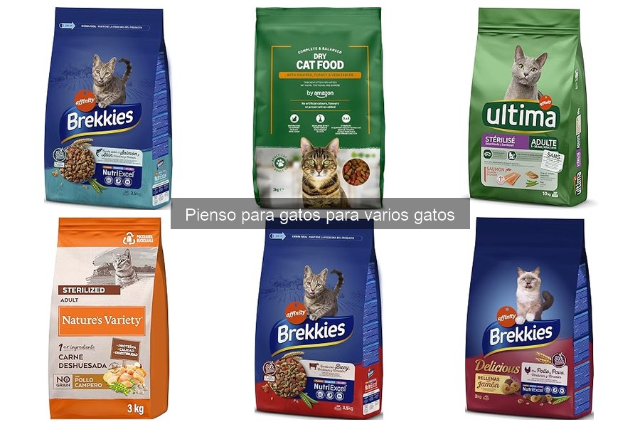 ** Beneficios del pienso equilibrado para gatos: salud y bienestar