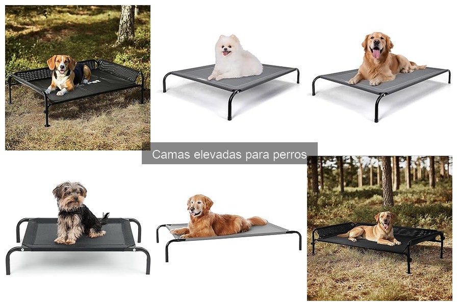 Camas Elevadas para Perros con Problemas de Salud