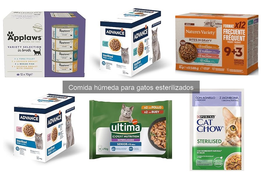 Comida húmeda vs seca: ¿Cuál es mejor para gatos esterilizados?