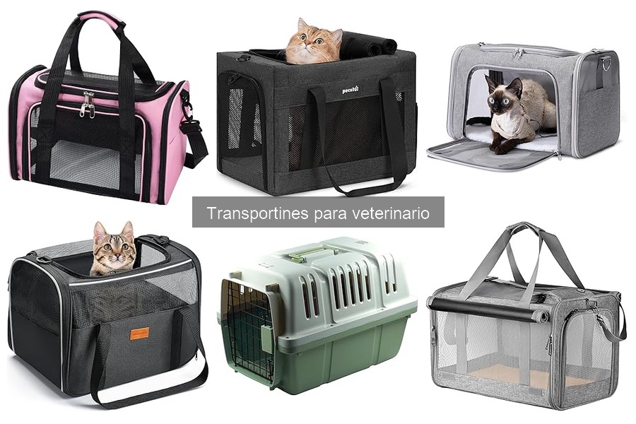 Cómo acostumbrar a tu mascota al transportín para veterinario