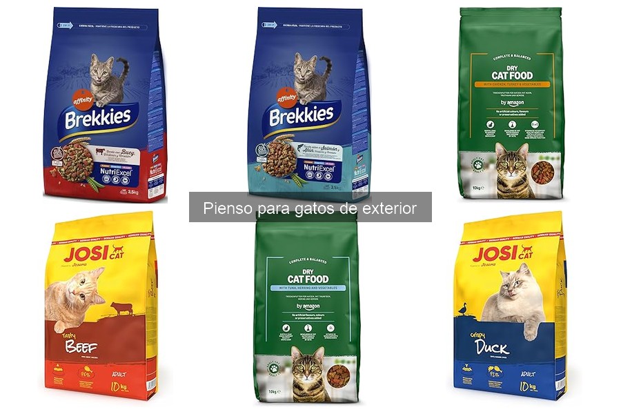 Cómo alimentar a un gato que vive en el exterior