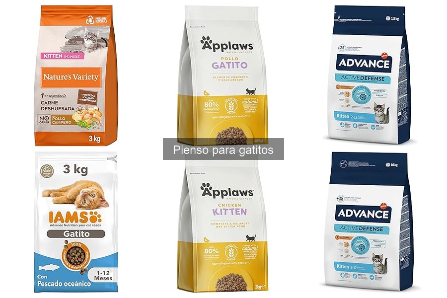 Cómo almacenar correctamente el pienso para gatitos