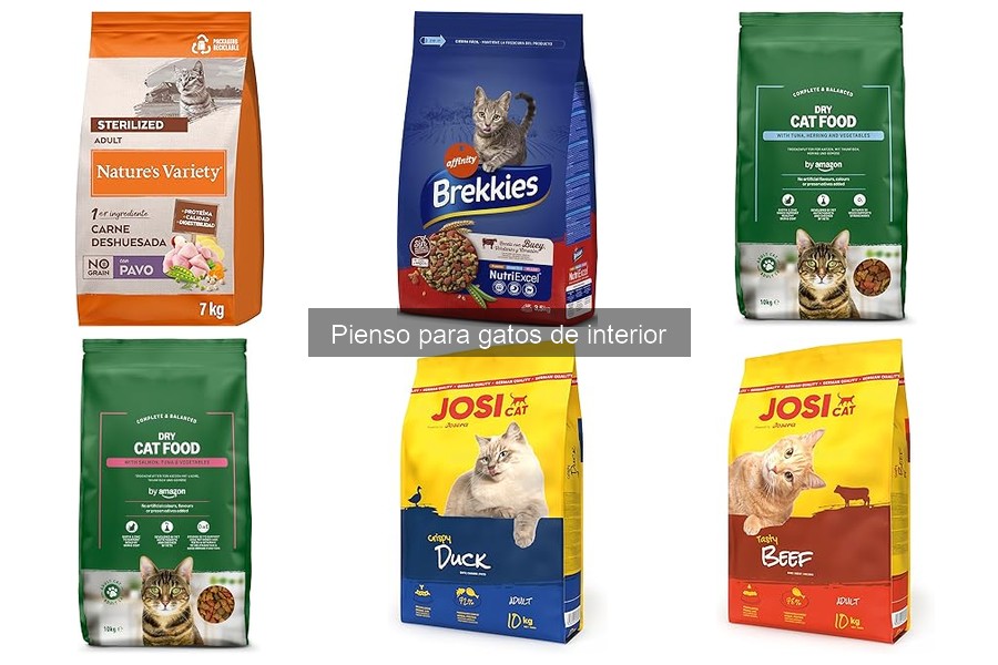 Cómo cambiar el pienso de tu gato de interior fácilmente