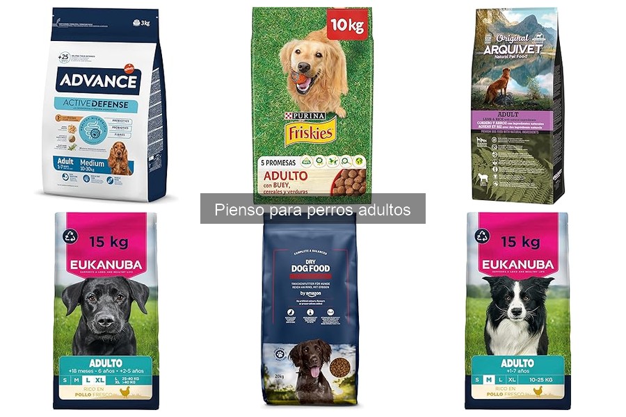 Cómo cambiar el pienso de tu perro adulto sin problemas