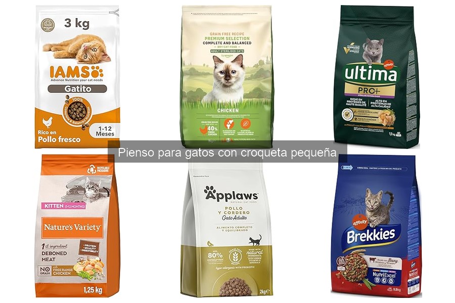 Cómo conservar correctamente el pienso para gatos
