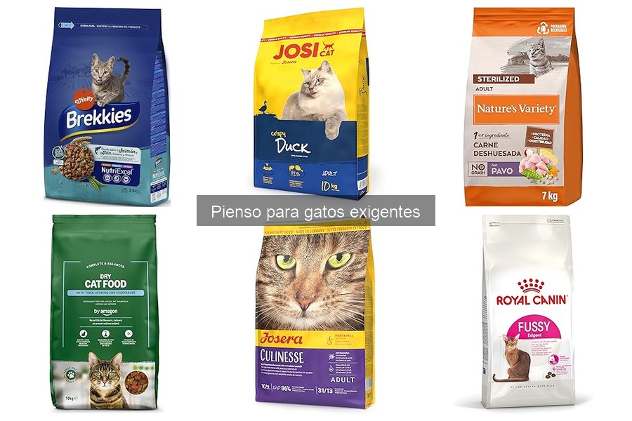 Cómo detectar alergias alimentarias en gatos exigentes