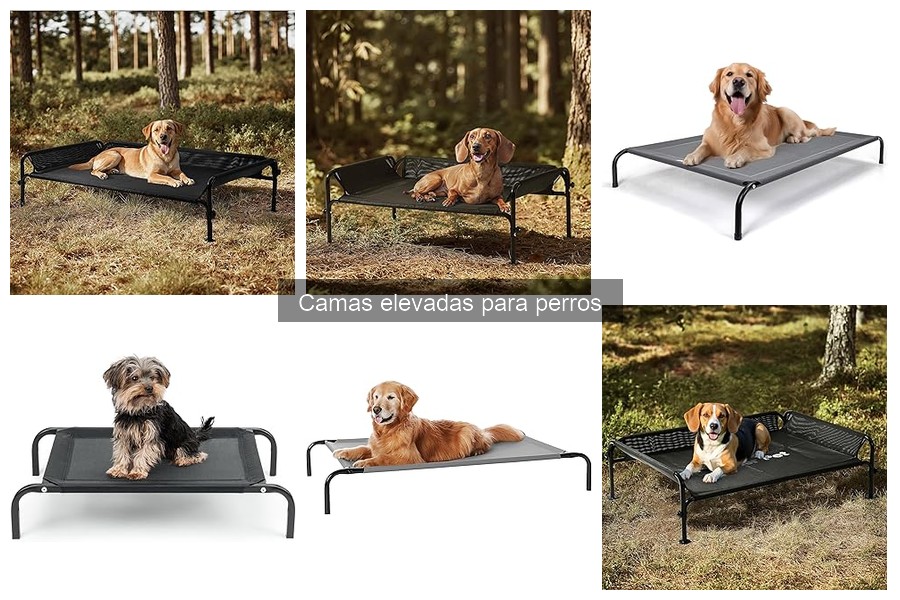 Cómo elegir camas elevadas para perros según el clima