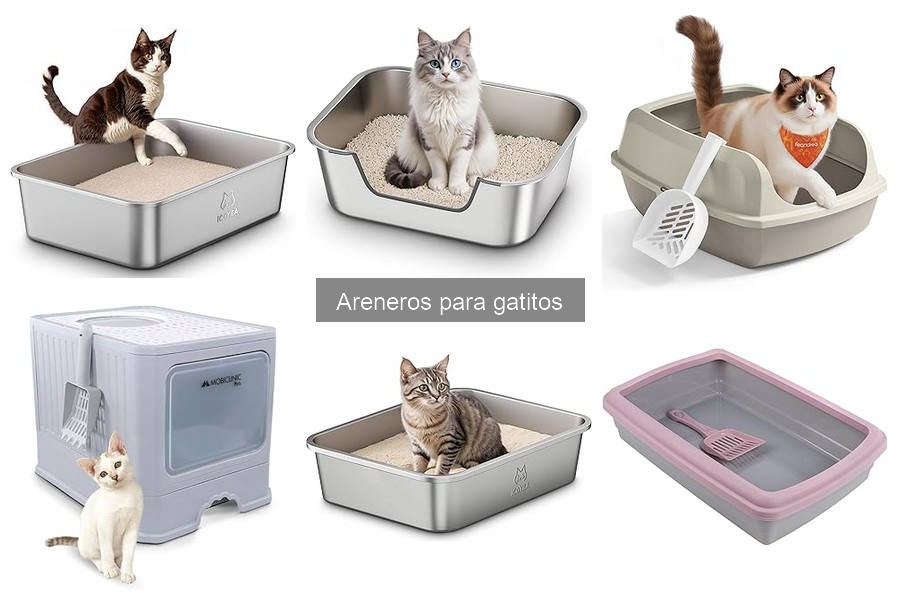 Cómo elegir el arenero ideal para gatitos con problemas de salud