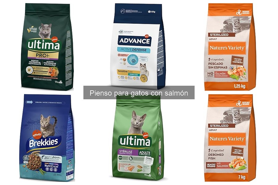 Cómo elegir el mejor pienso con salmón para gatos
