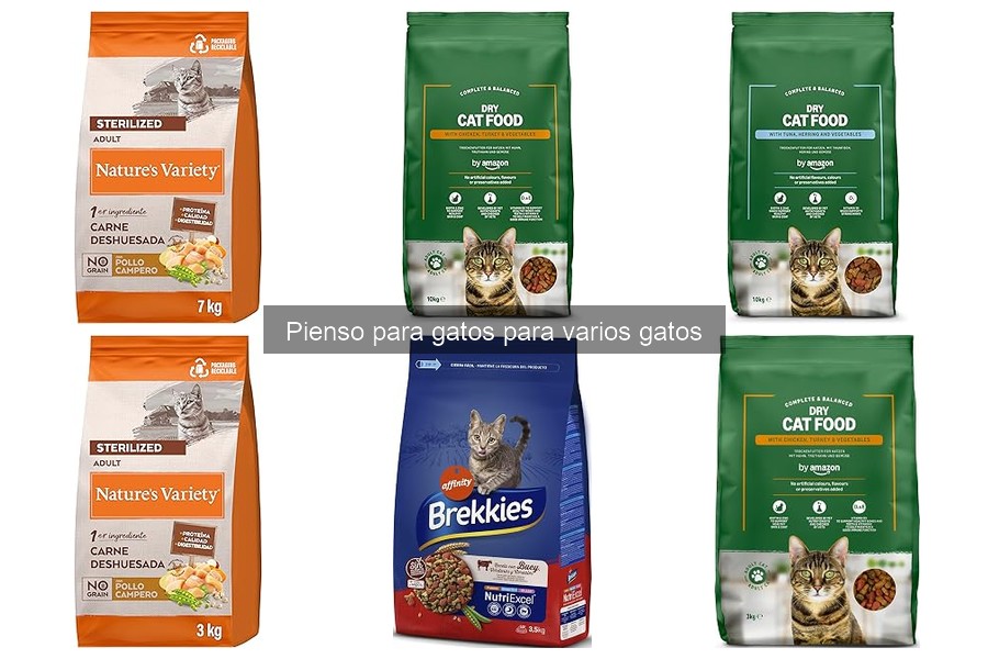 Cómo elegir el mejor pienso para varios gatos