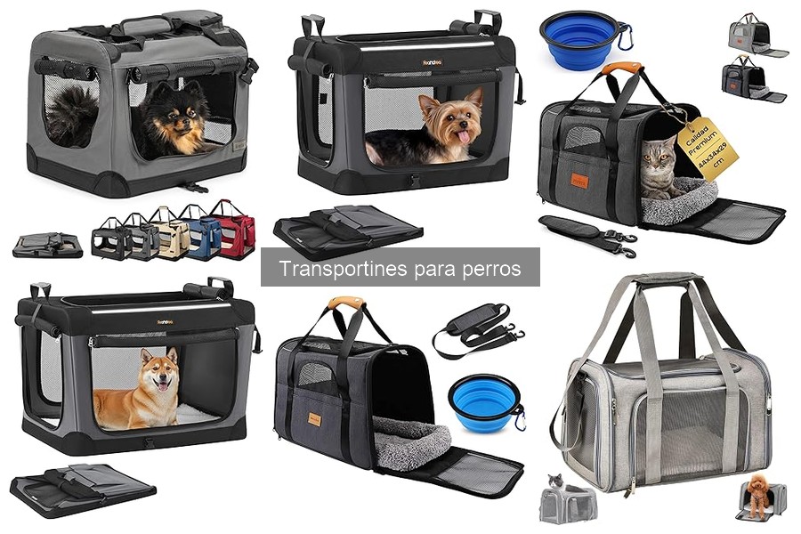 Cómo elegir el transportín adecuado para tu perro