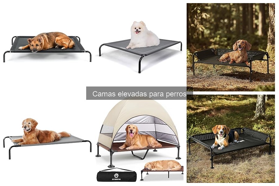 Cómo elegir la cama elevada perfecta para tu perro
