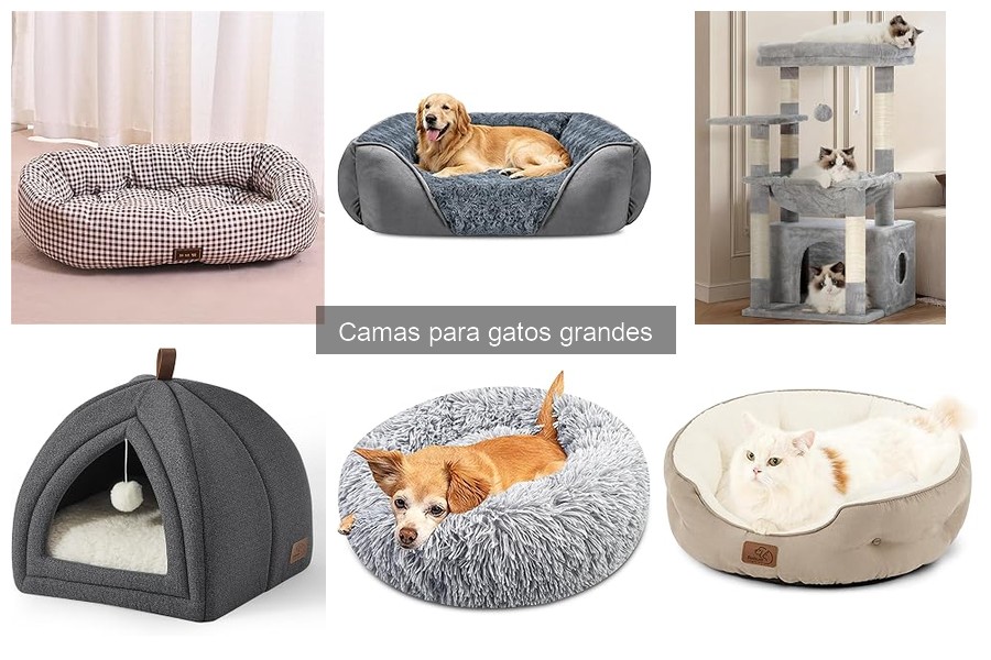 Cómo elegir la cama ideal para gatos grandes | Guía de compra