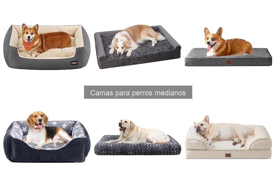 Cómo Elegir la Cama Perfecta para tu Perro Mediano