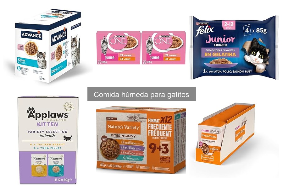 Cómo introducir comida húmeda en la dieta de tu gatito