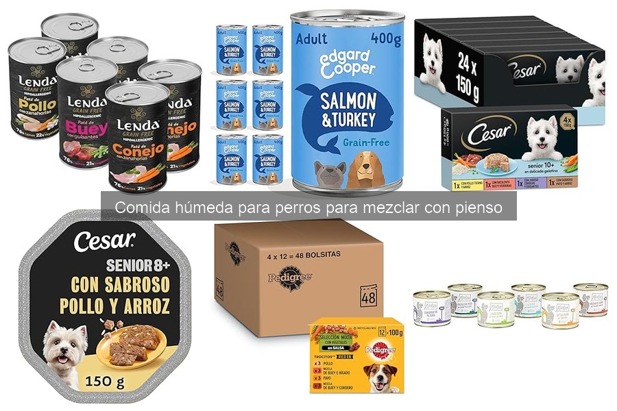 Cómo Introducir Comida Húmeda en la Dieta de tu Perro