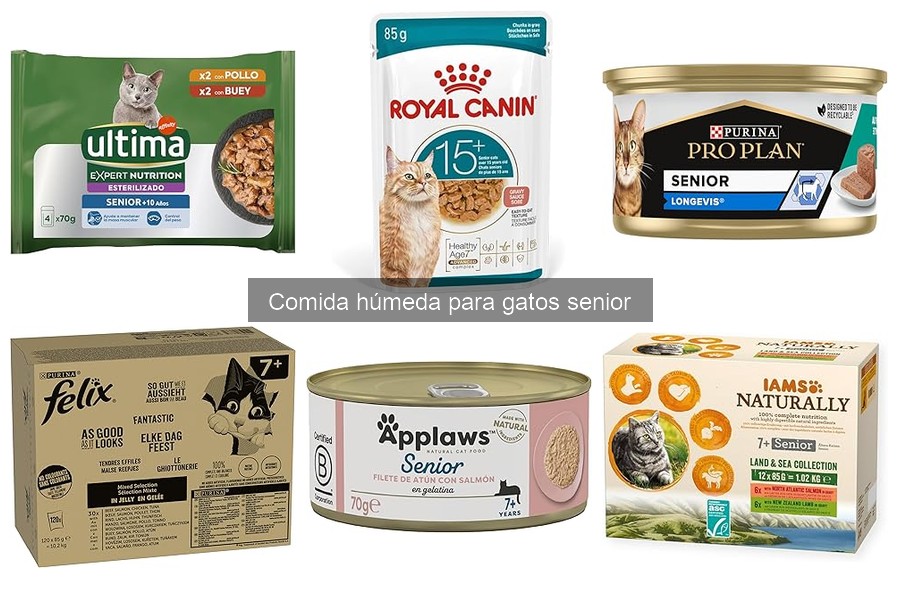 Cómo introducir comida húmeda para gatos senior sin problemas