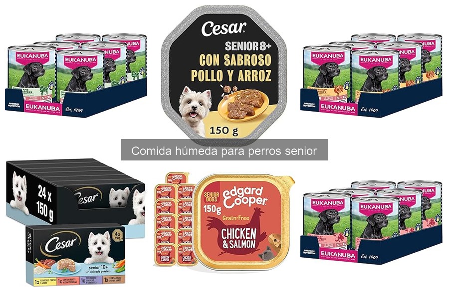 Cómo Introducir Comida Húmeda para Perros Senior Efectivamente