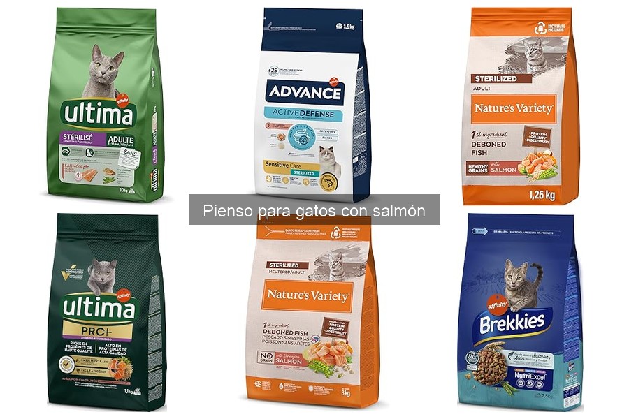 Cómo introducir el pienso de salmón en la dieta de tu gato