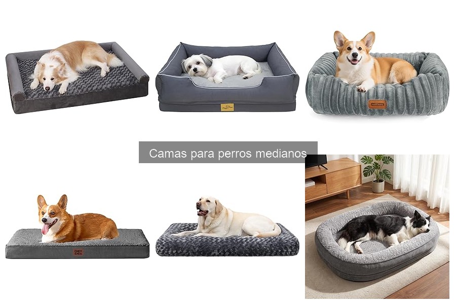 Cómo limpiar camas para perros medianos fácilmente
