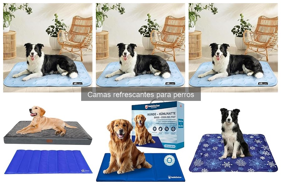 Cómo usar y mantener camas refrescantes para perros