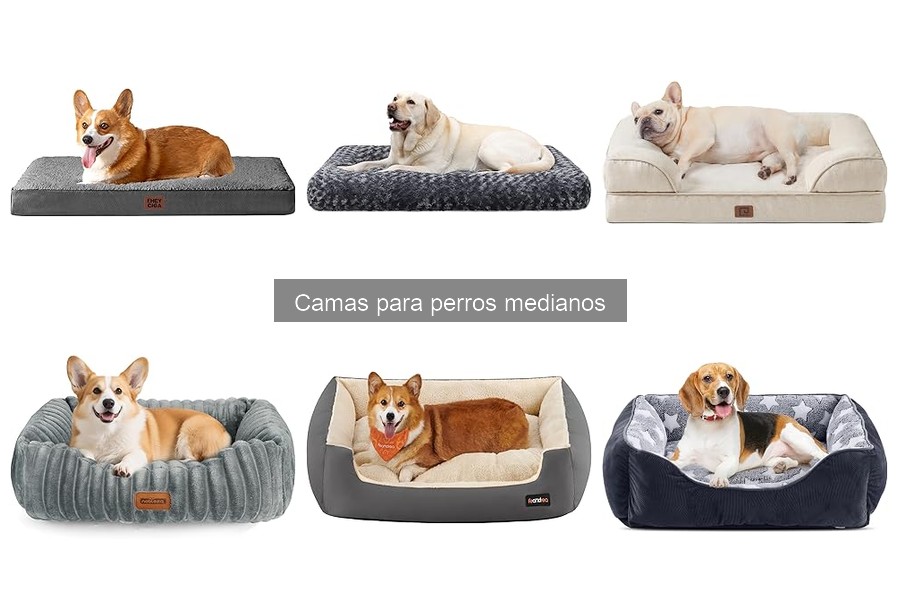 Comparativa: Cama para perros medianos, ¿memoria o convencional?
