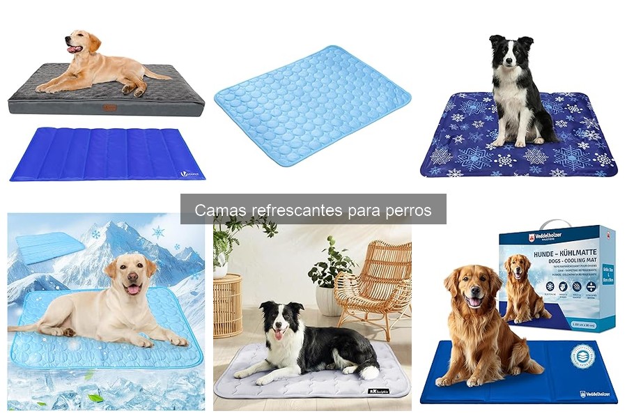 Comparativa: Camas Refrescantes vs Tradicionales para Perros
