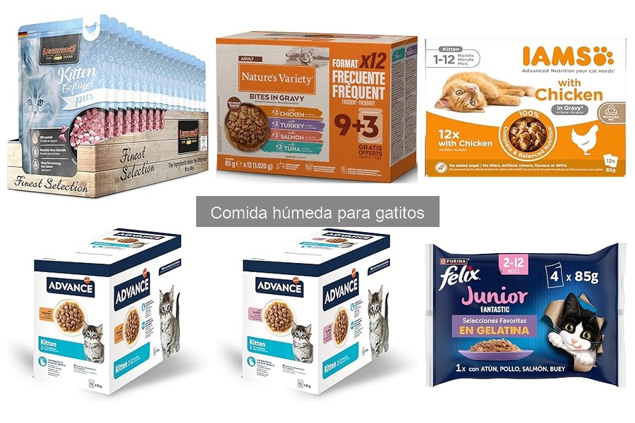 Comparativa: Comida Húmeda para Gatitos de Carne vs Pescado