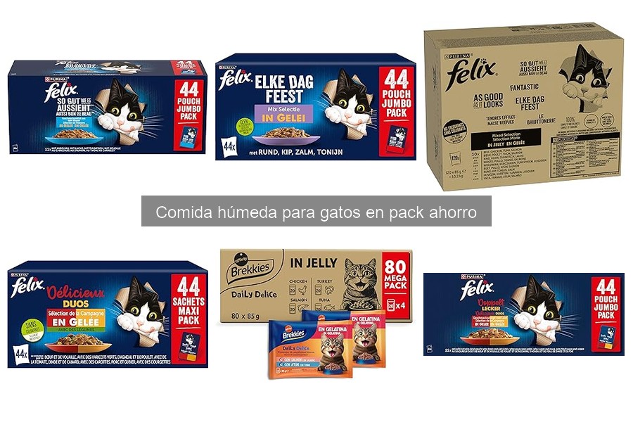 Comparativa: Comida húmeda vs. comida seca para gatos