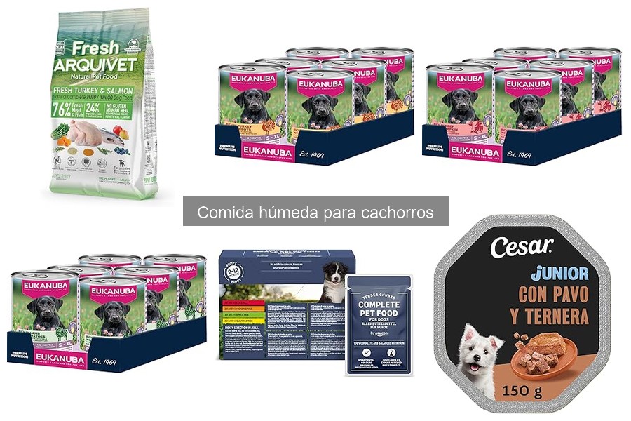 Comparativa: Comida húmeda vs seca para cachorros