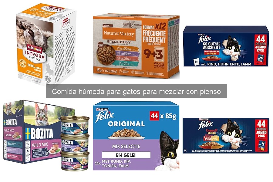 Comparativa: Comida Húmeda vs Seca para Gatos