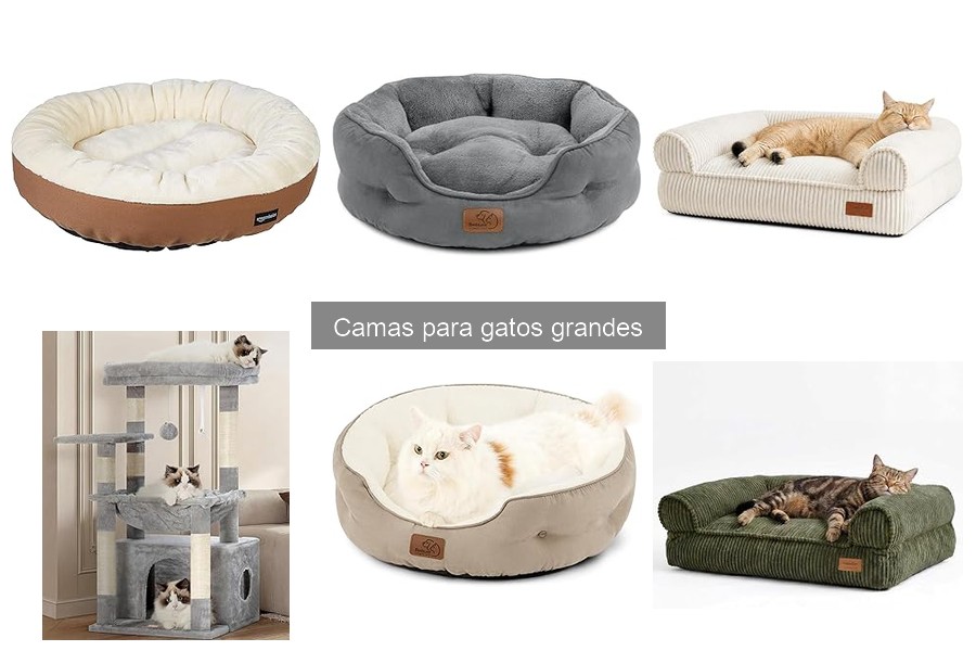Comparativa de camas ortopédicas y comunes para gatos grandes
