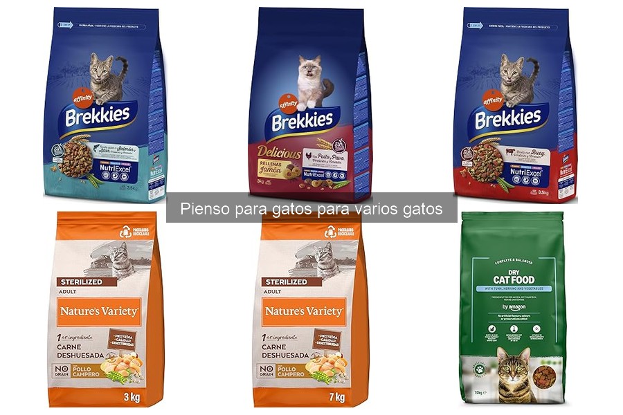 Comparativa de Pienso Seco vs. Húmedo para Gatos