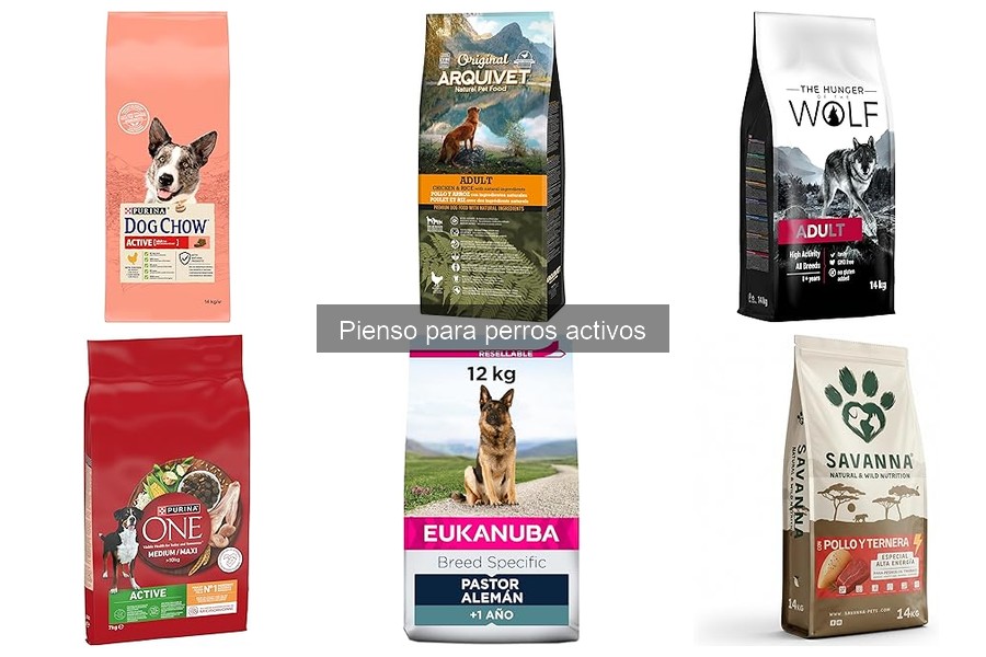 Comparativa de pienso seco y húmedo para perros activos