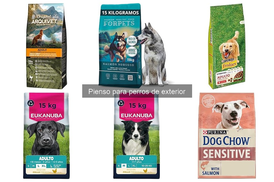 Comparativa de pienso seco y húmedo para perros de exterior