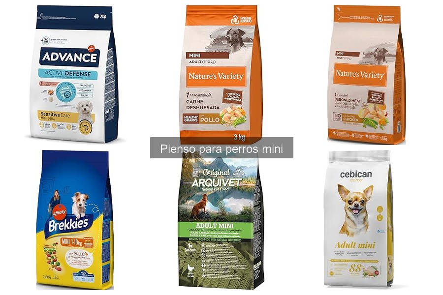 Comparativa de pienso seco y húmedo para perros mini