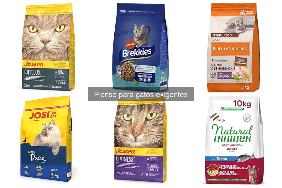Comparativa de piensos secos y húmedos para gatos exigentes
