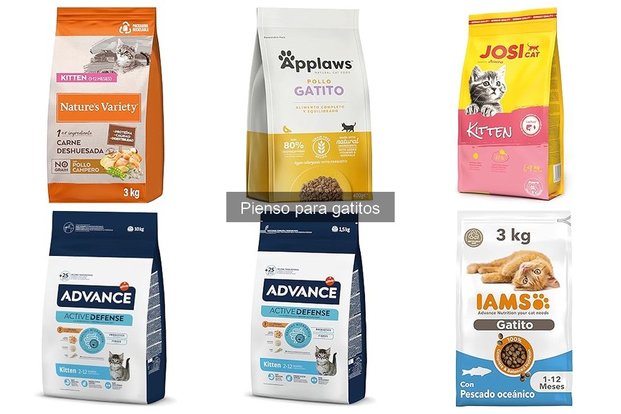 Comparativa: Pienso Seco vs Húmedo para Gatitos