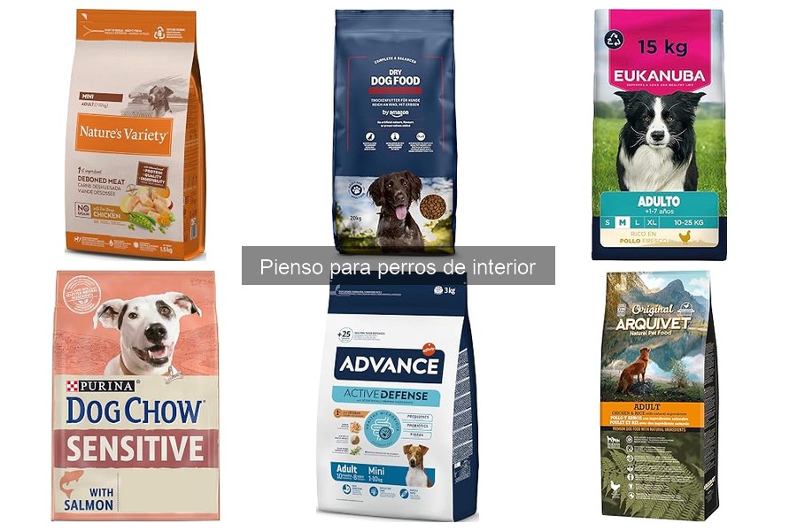 Comparativa: Pienso seco vs. húmedo para perros de interior